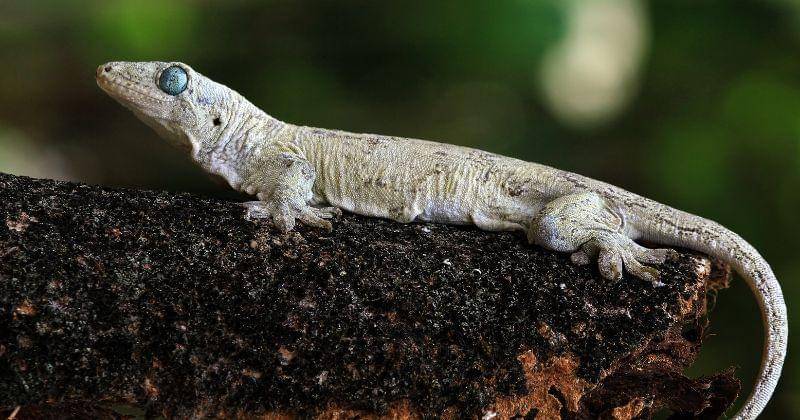 Freepik/Kuritafsheen77